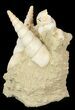 Displayable Fossil Turritella Cluster - France #47979-2